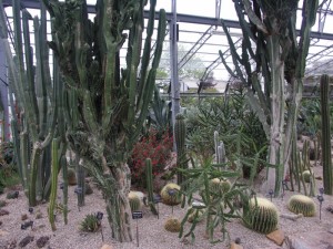 Duthie_Park_-_cacti